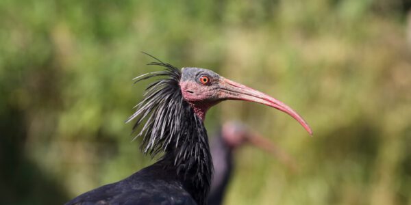 Waldrapp Kopf Nahaufnahme © Gerhard Nixdorf