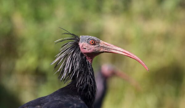 Waldrapp Kopf Nahaufnahme © Gerhard Nixdorf