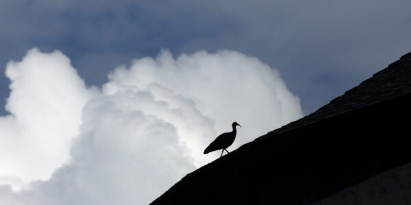 Waldrapp auf Dach © Gerhard Nixdorf