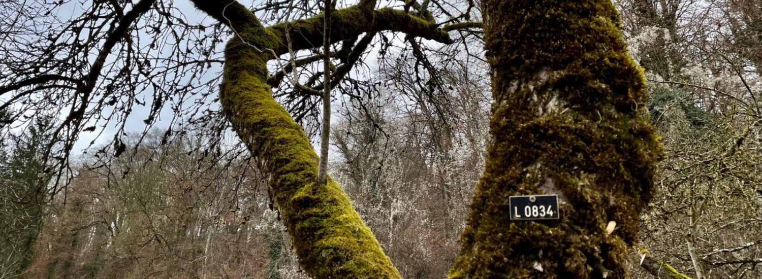 Baum mit Kataster-Nummer © Stadt Burghausen