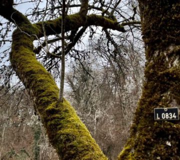 Baum mit Kataster Nummer © Stadt Burghausen