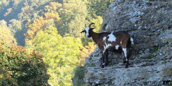 Ziegen am Burghang © Stadt Burghausen