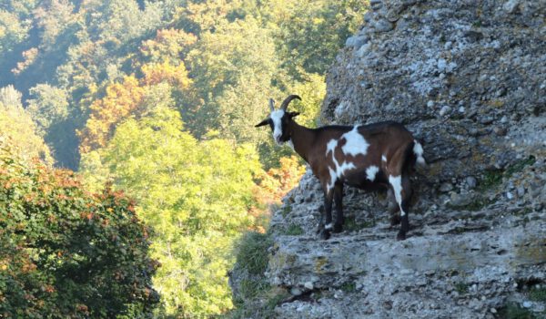 Ziegen am Burghang © Stadt Burghausen