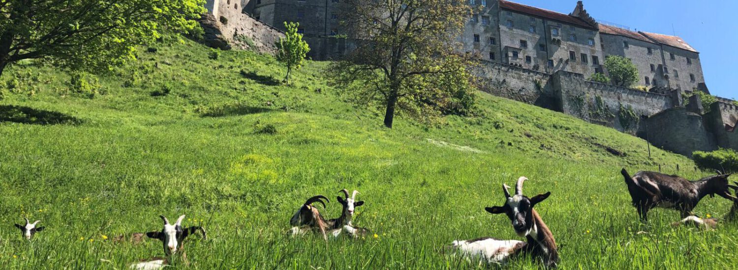 Ziegen am Burghang mit Burg in Hintergrund © Stadt Burghausen