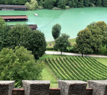 Weinfeld am Burghang von oben © Stadt Burghausen