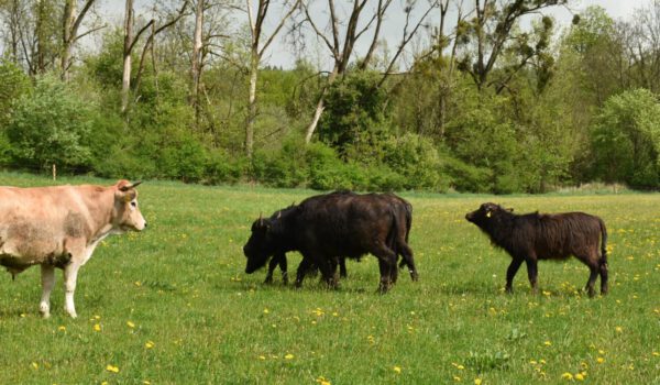 Rinder auf Wiese © Stadt Burghausen