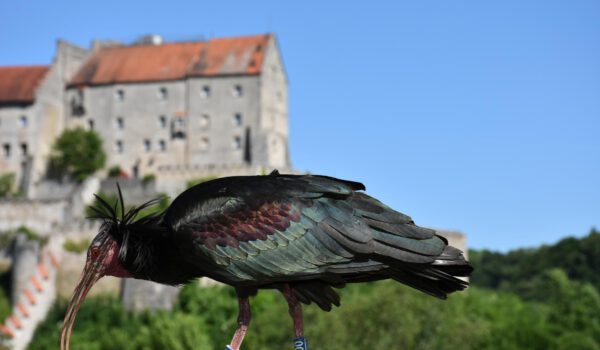 Waldrapp mit Burg im Hintergrund © Stadt Burghausen