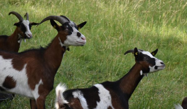 Ziegen am Burghang © Stadt Burghausen