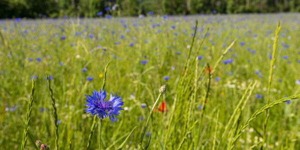 Kornblumenfeld in Raitenhaslach © Stadt Burghausen