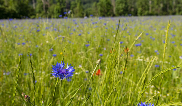 Kornblumenfeld in Raitenhaslach © Stadt Burghausen Kornblumenfeld in Raitenhaslach © Stadt Burghausen