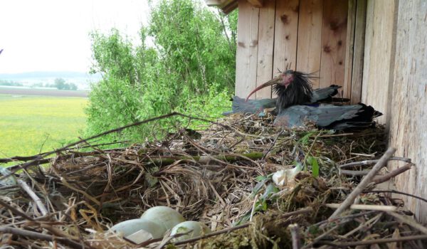 Waldrapp mit Gelege © Stadt Burghausen