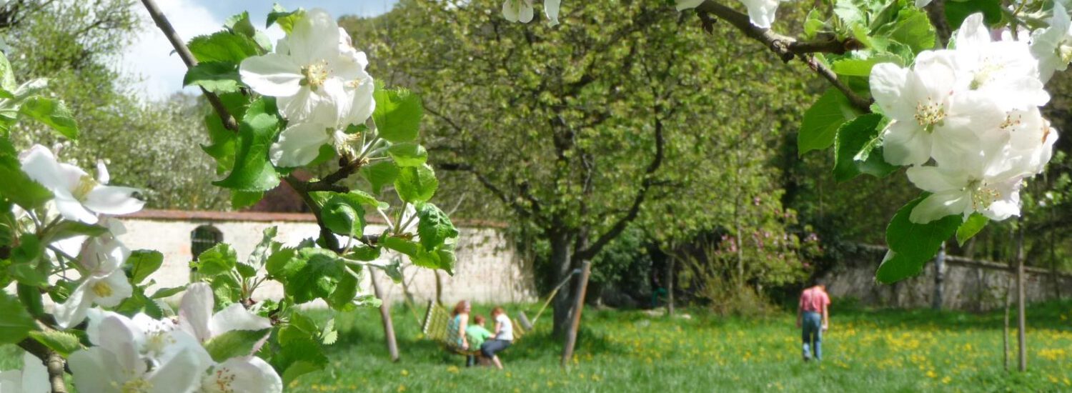 Kirschblüte im Bräugartl © Burghauser Touristik GmbH