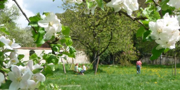 Kirschblüte im Bräugartl © Burghauser Touristik GmbH