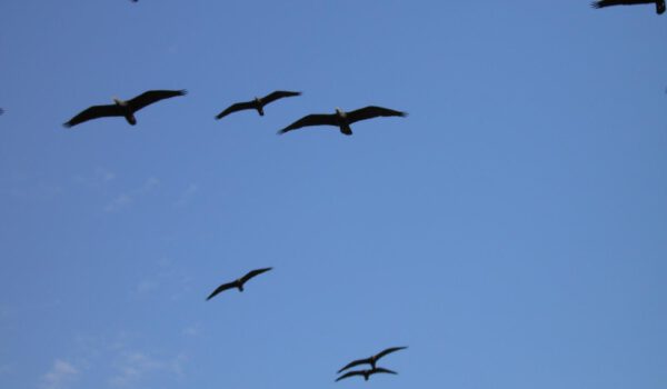 Waldrapp im Flug © Stadt Burghausen