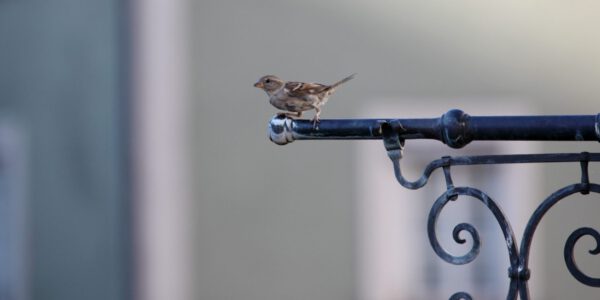 Spatz zwitschert von den Dächern © Burghauser Touristik GmbH