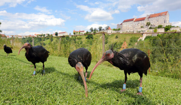 Waldrappe mit Burg im Hintergrund © Gerhard Nixdorf
