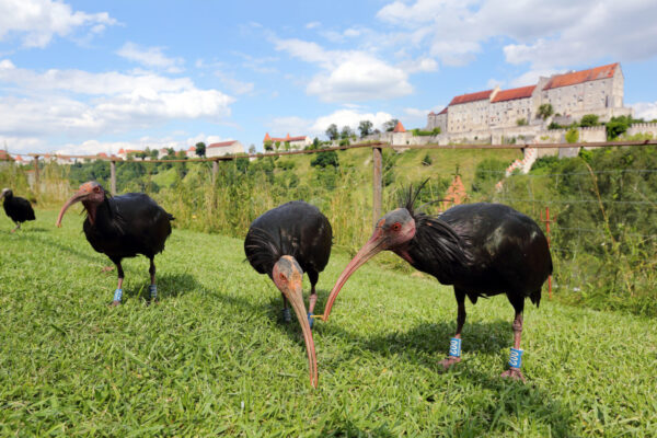 Waldrappe mit Burg im Hintergrund © Gerhard Nixdorf Waldrappe mit Burg im Hintergrund © Gerhard Nixdorf
