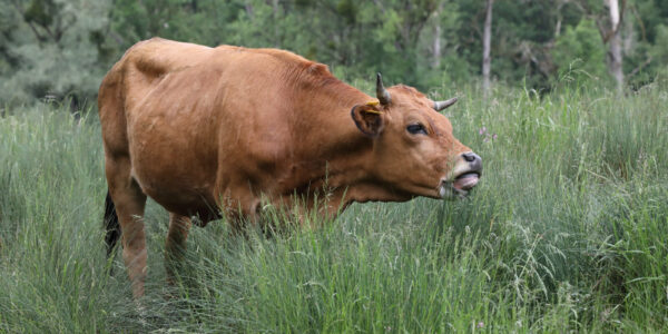 Rind auf Wiese © Gerhard Nixdorf