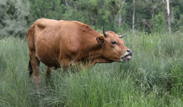 Rind auf Wiese © Gerhard Nixdorf Rind auf Wiese © Gerhard Nixdorf