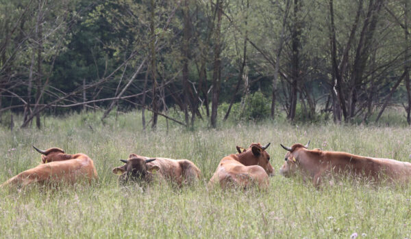 Rinder auf Wiese © Gerhard Nixdorf