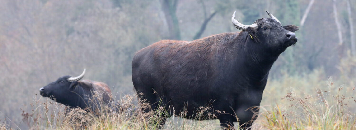 Rinder auf Wiese © Gerhard Nixdorf