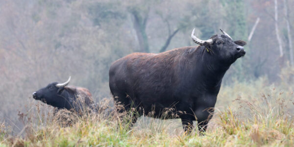 Rinder auf Wiese © Gerhard Nixdorf