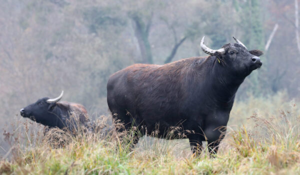 Rinder auf Wiese © Gerhard Nixdorf
