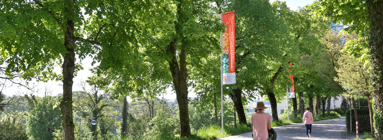 Straße mit Bäumen in Burghausen © Gerhard Nixdorf Straße mit Bäumen in Burghausen © Gerhard Nixdorf
