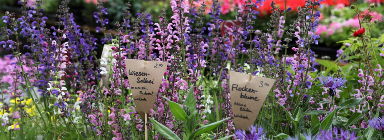 Symbolbild Märkte in Burghausen © Burghauser Touristik GmbH Symbolbild Märkte in Burghausen © Burghauser Touristik GmbH