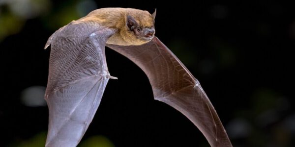 Fledermaus © Stadt Burghausen