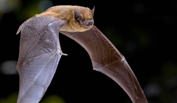 Fledermaus © Stadt Burghausen