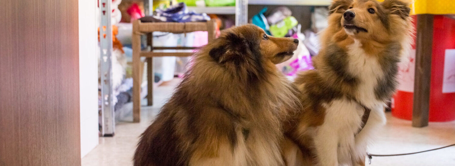 Zwei Hunde bei der Tiertafel Burghausen © Hannah Soldner