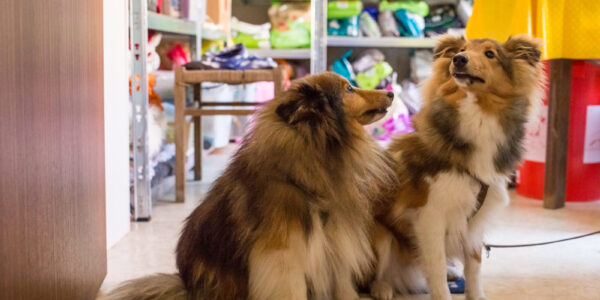 Zwei Hunde bei der Tiertafel Burghausen © Hannah Soldner