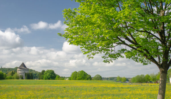 Blumenwiese mit Baum im Hintergrund Pulverturm © Hans Mitterer Blumenwiese mit Baum im Hintergrund Pulverturm © Hans Mitterer