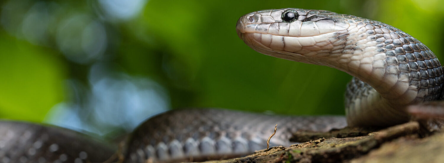 Äskulapnatter © Westend61 / Addictive Stock / Pedro Luna