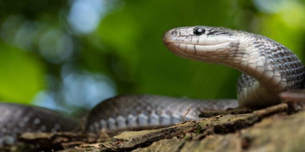 Äskulapnatter © Westend61 / Addictive Stock / Pedro Luna