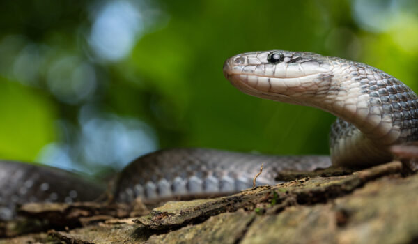 Äskulapnatter © Westend61 / Addictive Stock / Pedro Luna