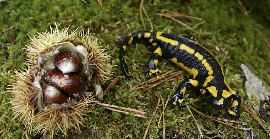 Europäischer Feuersalamander © Westend61 / Aurora Photos / David Santiago Garcia