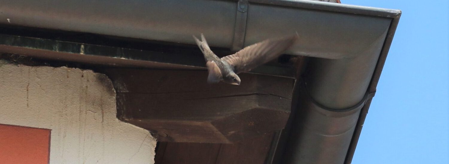 Mauersegler am Hotel Plankl © Stadt Burghausen