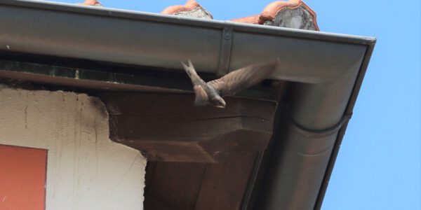 Mauersegler am Hotel Plankl © Stadt Burghausen