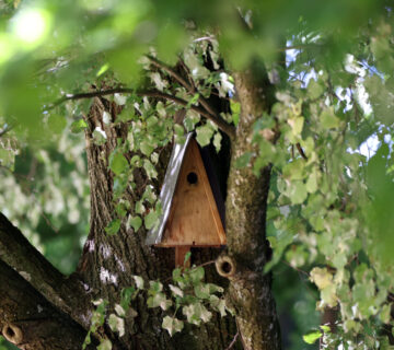 Brutkasten an Baum © Gerhard Nixdorf