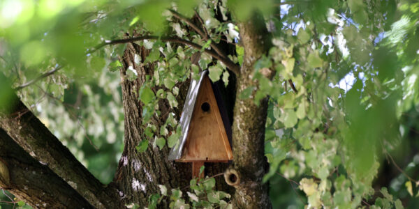 Brutkasten an Baum © Gerhard Nixdorf