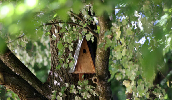 Brutkasten an Baum © Gerhard Nixdorf