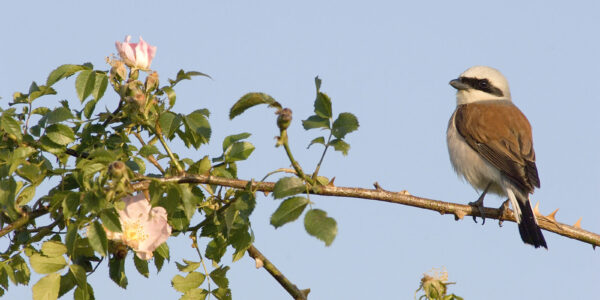 Neuntöter auf Ast einer Rose © Westend61 / Erich Kuchling