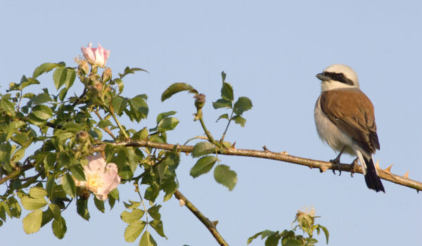 Neuntöter auf Ast einer Rose © Westend61 / Erich Kuchling