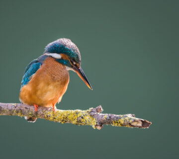 Eisvogel auf einem Ast © Westend61 / RHPL / Matthew Cattell