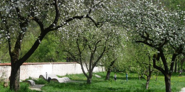 Streuobstwiese © Stadt Burghausen