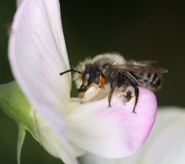 Eine Wildbiene auf rosafarbener Blüte © Mauritius images