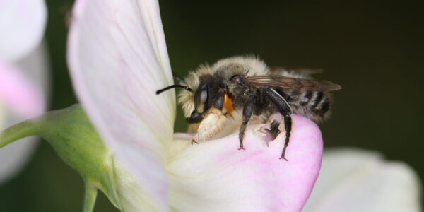 Eine Wildbiene auf rosafarbener Blüte © Mauritius images