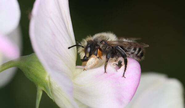 Eine Wildbiene auf rosafarbener Blüte © Mauritius images